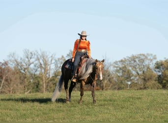 American Quarter Horse, Wałach, 5 lat, 152 cm, Izabelowata
