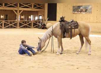 American Quarter Horse, Wałach, 5 lat, 152 cm, Izabelowata