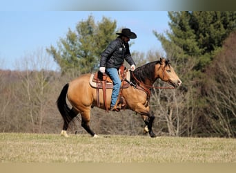 American Quarter Horse, Wałach, 5 lat, 152 cm, Jelenia