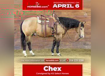 American Quarter Horse, Wałach, 5 lat, 152 cm, Jelenia