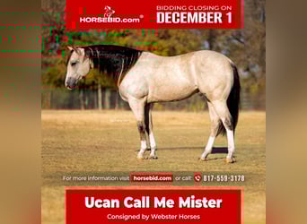 American Quarter Horse, Wałach, 5 lat, 152 cm, Jelenia