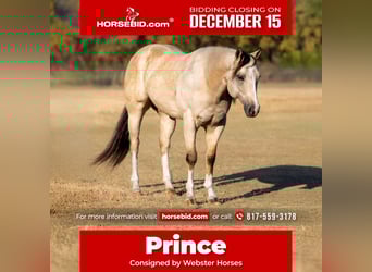 American Quarter Horse, Wałach, 5 lat, 152 cm, Jelenia