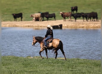 American Quarter Horse, Wałach, 5 lat, 152 cm, Jelenia