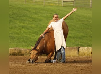 American Quarter Horse, Wałach, 5 lat, 152 cm, Jelenia