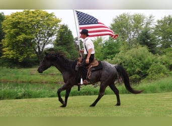 American Quarter Horse, Wałach, 5 lat, 152 cm, Karodereszowata