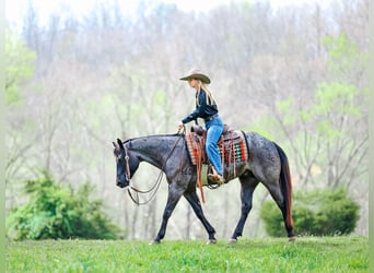 American Quarter Horse, Wałach, 5 lat, 152 cm, Karodereszowata