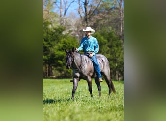 American Quarter Horse, Wałach, 5 lat, 152 cm, Karodereszowata