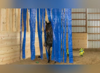 American Quarter Horse, Wałach, 5 lat, 152 cm, Karodereszowata