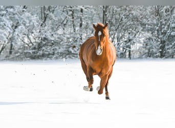 American Quarter Horse, Wałach, 5 lat, 152 cm, Kasztanowata