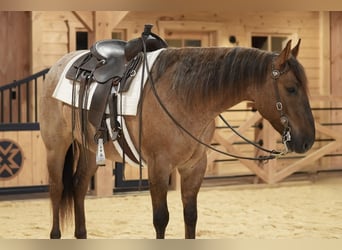 American Quarter Horse, Wałach, 5 lat, 152 cm, Kasztanowatodereszowata