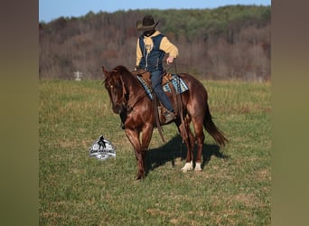 American Quarter Horse, Wałach, 5 lat, 152 cm, Kasztanowatodereszowata