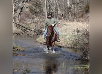 American Quarter Horse, Wałach, 5 lat, 152 cm, Kasztanowatodereszowata