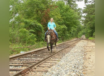 American Quarter Horse, Wałach, 5 lat, 152 cm, Siwa