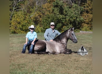 American Quarter Horse, Wałach, 5 lat, 152 cm, Siwa