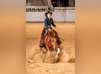American Quarter Horse, Wałach, 5 lat, 153 cm, Kasztanowata