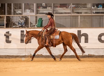 American Quarter Horse, Wałach, 5 lat, 153 cm, Kasztanowata