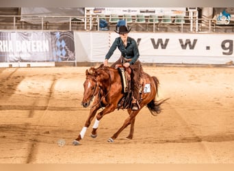 American Quarter Horse, Wałach, 5 lat, 153 cm, Kasztanowata