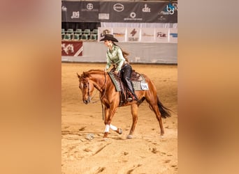 American Quarter Horse, Wałach, 5 lat, 153 cm, Kasztanowata