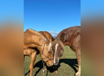 American Quarter Horse, Wałach, 5 lat, 153 cm