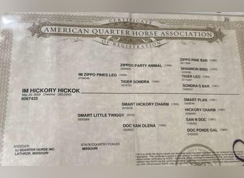 American Quarter Horse, Wałach, 5 lat, 155 cm, Ciemnokasztanowata