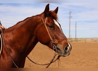 American Quarter Horse, Wałach, 5 lat, 155 cm, Cisawa