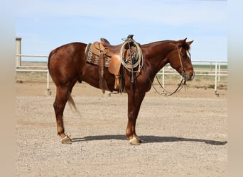 American Quarter Horse, Wałach, 5 lat, 155 cm, Cisawa