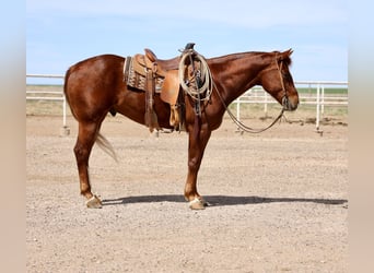 American Quarter Horse, Wałach, 5 lat, 155 cm, Cisawa
