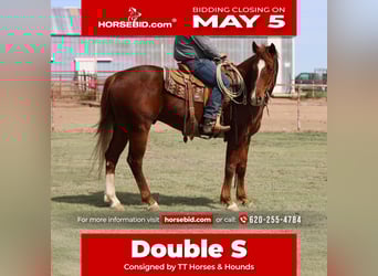 American Quarter Horse, Wałach, 5 lat, 155 cm, Cisawa