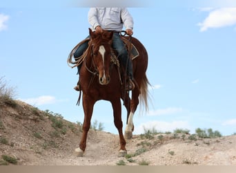 American Quarter Horse, Wałach, 5 lat, 155 cm, Cisawa