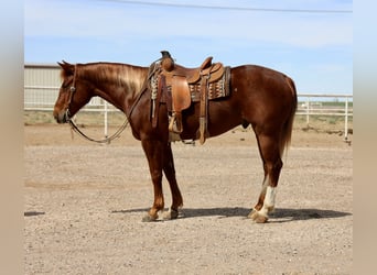 American Quarter Horse, Wałach, 5 lat, 155 cm, Cisawa