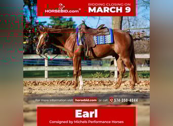 American Quarter Horse, Wałach, 5 lat, 155 cm, Cisawa