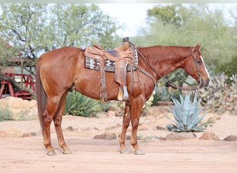 American Quarter Horse, Wałach, 5 lat, 155 cm, Cisawa