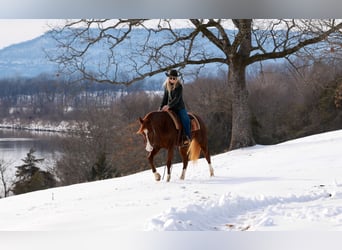 American Quarter Horse, Wałach, 5 lat, 155 cm, Cisawa