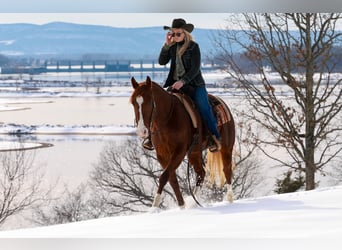 American Quarter Horse, Wałach, 5 lat, 155 cm, Cisawa