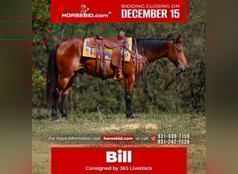 American Quarter Horse, Wałach, 5 lat, 155 cm, Gniada