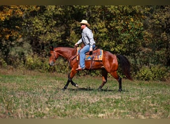 American Quarter Horse, Wałach, 5 lat, 155 cm, Gniada