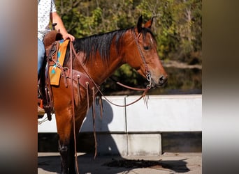 American Quarter Horse, Wałach, 5 lat, 155 cm, Gniada