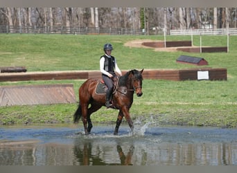 American Quarter Horse Mix, Wałach, 5 lat, 155 cm, Gniada
