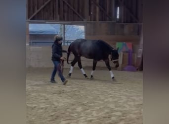 American Quarter Horse, Wałach, 5 lat, 155 cm, Gniadodereszowata