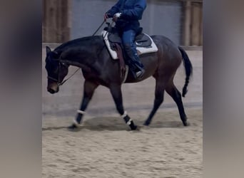 American Quarter Horse, Wałach, 5 lat, 155 cm, Gniadodereszowata