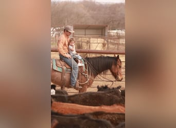 American Quarter Horse, Wałach, 5 lat, 155 cm, Gniadodereszowata