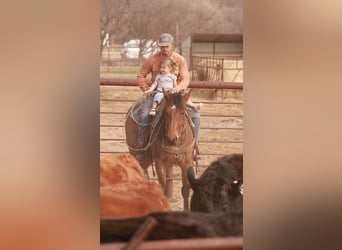 American Quarter Horse, Wałach, 5 lat, 155 cm, Gniadodereszowata
