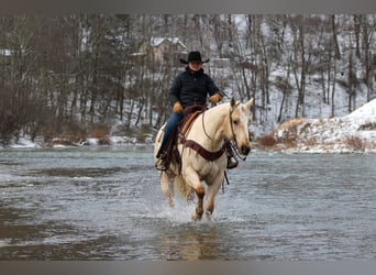 American Quarter Horse, Wałach, 5 lat, 155 cm, Izabelowata