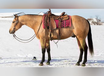 American Quarter Horse, Wałach, 5 lat, 155 cm, Jelenia