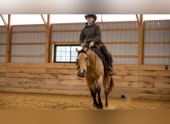 American Quarter Horse, Wałach, 5 lat, 155 cm, Jelenia