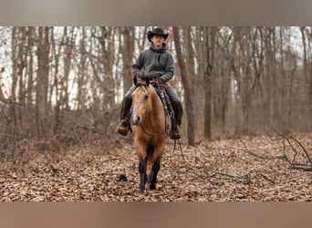 American Quarter Horse, Wałach, 5 lat, 155 cm, Jelenia