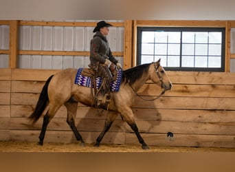 American Quarter Horse, Wałach, 5 lat, 155 cm, Jelenia
