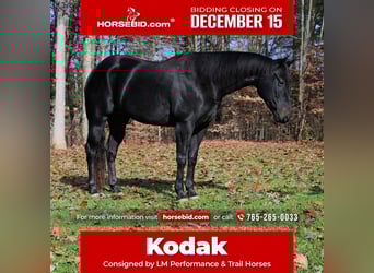 American Quarter Horse, Wałach, 5 lat, 155 cm, Kara