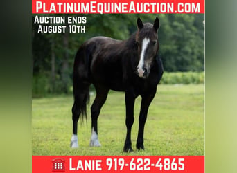 American Quarter Horse, Wałach, 5 lat, 155 cm, Kara