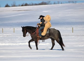 American Quarter Horse, Wałach, 5 lat, 155 cm, Karodereszowata